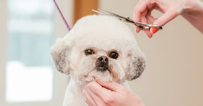 Pamper Your Pet: Basic Grooming For Small To Xl Dog And Small Cat Dubai Shafqa.com Online Shopping, Best Prices in Dubai UAE 2