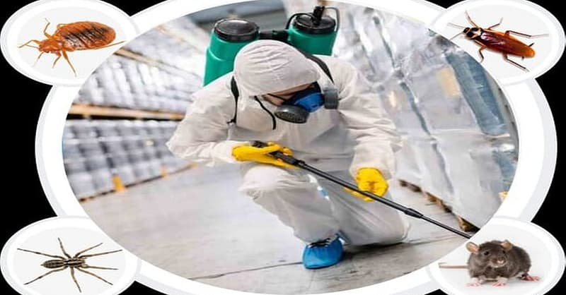 Pest Control Service – General Dubai Shafqa.com Online Shopping, Best Prices in Dubai UAE 2