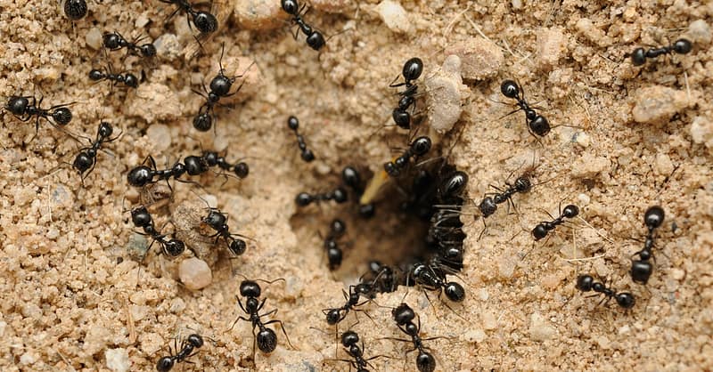 Pest Control Service – General Dubai Shafqa.com Online Shopping, Best Prices in Dubai UAE 2