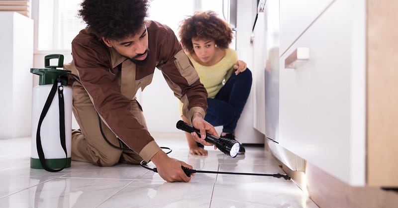 Pest Control Treatment For Kitchen, Bedroom, Living Room, Studio Flat Dubai Shafqa.com Online Shopping, Best Prices in Dubai UAE 2