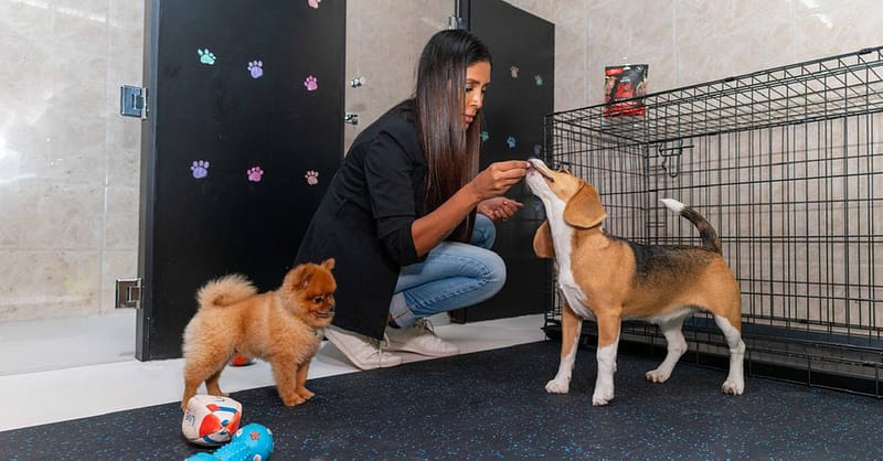 Pet Day Care At Six Pawz Pet Grooming Dubai Shafqa.com Online Shopping, Best Prices in Dubai UAE 3