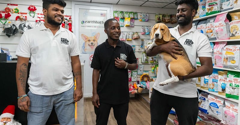 Pet Day Care At Six Pawz Pet Grooming Dubai Shafqa.com Online Shopping, Best Prices in Dubai UAE 4