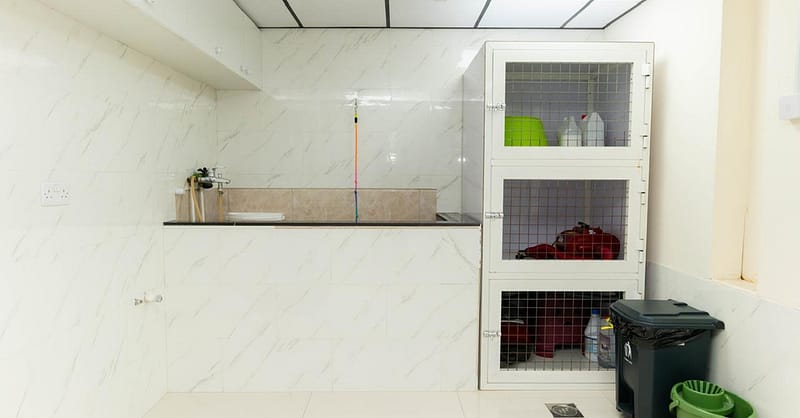 Pet Day Care At Six Pawz Pet Grooming Dubai Shafqa.com Online Shopping, Best Prices in Dubai UAE 7