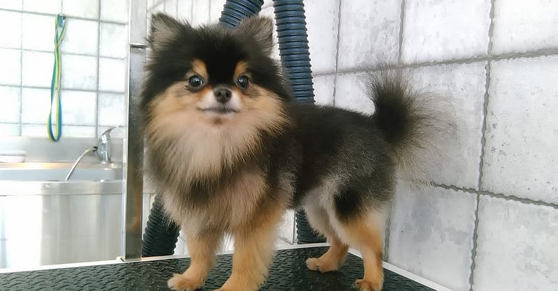 Pet Grooming Package At Sweet Grooming Pet Salon Abu Dhabi Shafqa.com Online Shopping, Best Prices in Dubai UAE 2