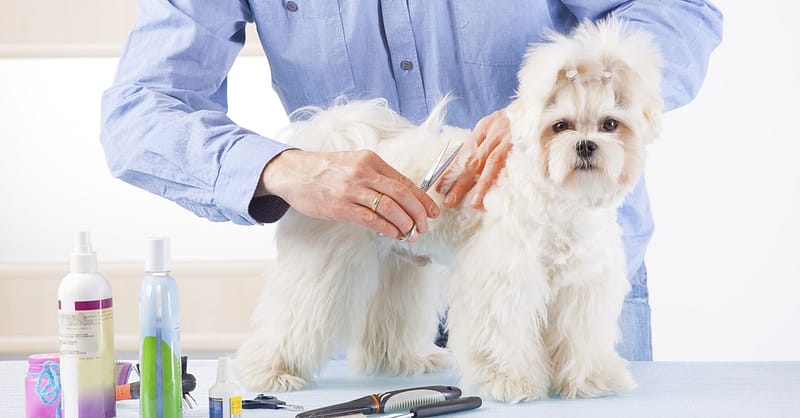 Pet – Grooming / Salon Dubai Shafqa.com Online Shopping, Best Prices in Dubai UAE 2
