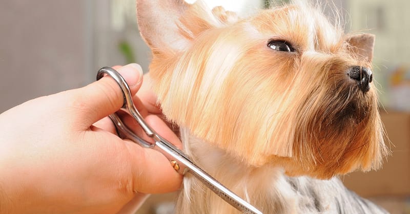 Pet – Grooming / Salon Dubai Shafqa.com Online Shopping, Best Prices in Dubai UAE 2