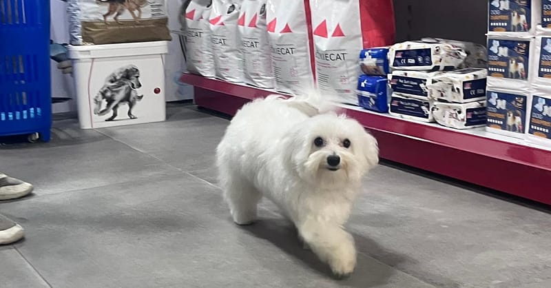 Pet Store Dubai Shafqa.com Online Shopping, Best Prices in Dubai UAE 3