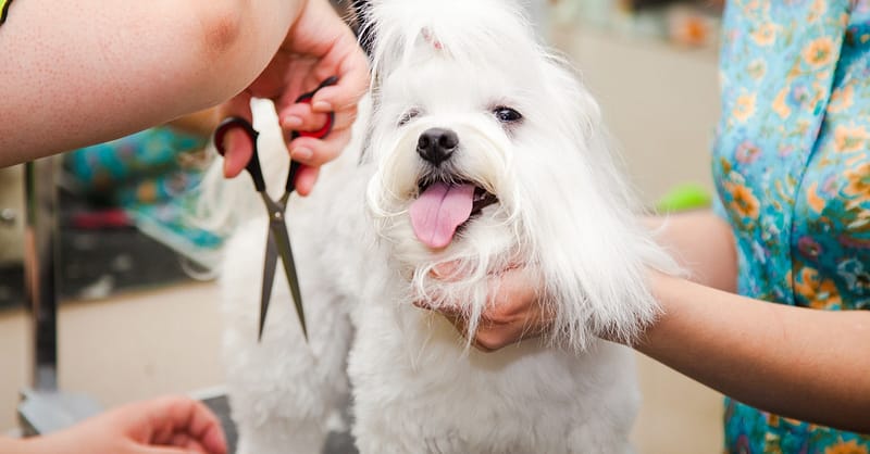 Pet Urine Removal Sharjah & N. Emirates Shafqa.com Online Shopping, Best Prices in Dubai UAE 2