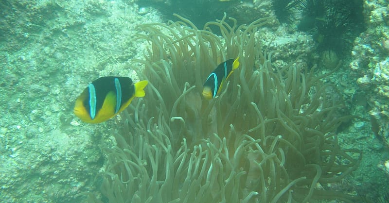 Scuba Diving Experience Dubai Shafqa.com Online Shopping, Best Prices in Dubai UAE 6