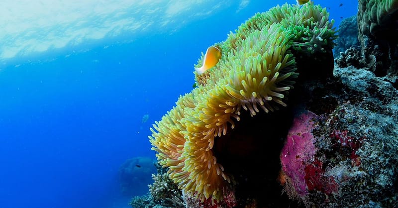 Scuba Or Fujairah Diving Or Snorkeling At Goblin Diving Center Dubai Shafqa.com Online Shopping, Best Prices in Dubai UAE 7