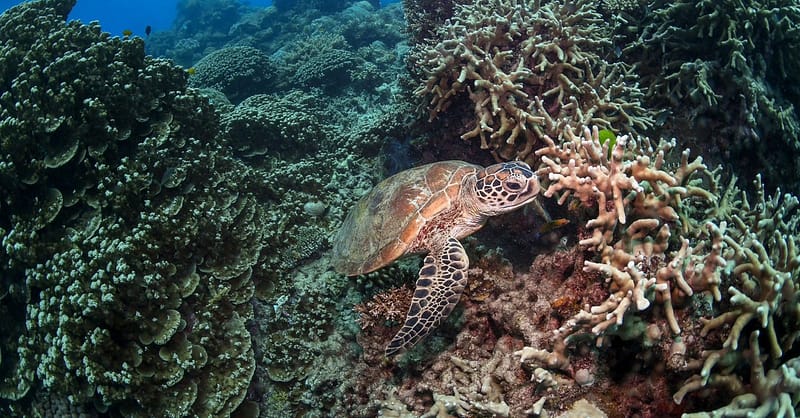 Scuba Or Fujairah Diving Or Snorkeling At Goblin Diving Center Dubai Shafqa.com Online Shopping, Best Prices in Dubai UAE 2
