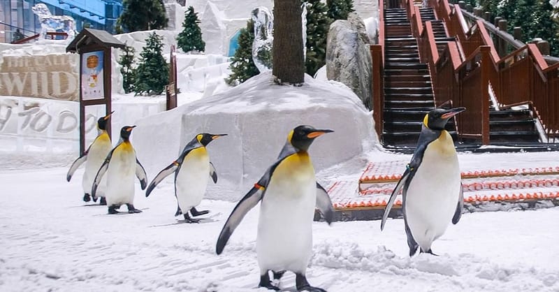 Ski Dubai Snow Plus For 1, 2, Or 4 – Ski, Slide & See Penguins! Dubai Shafqa.com Online Shopping, Best Prices in Dubai UAE 5