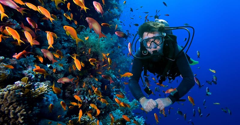 Snorkeling Or Scuba Diving Experience At Al Boom Diving Dubai Shafqa.com Online Shopping, Best Prices in Dubai UAE 2