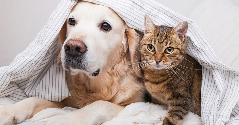 Specialized Veterinary Care With Surgery And Collar Included For Pets Sharjah & N. Emirates Shafqa.com Online Shopping, Best Prices in Dubai UAE 2