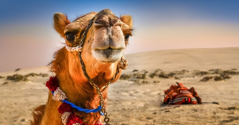 Desert Safari With Quad Biking Dubai Shafqa.com Online Shopping, Best Prices in Dubai UAE 4
