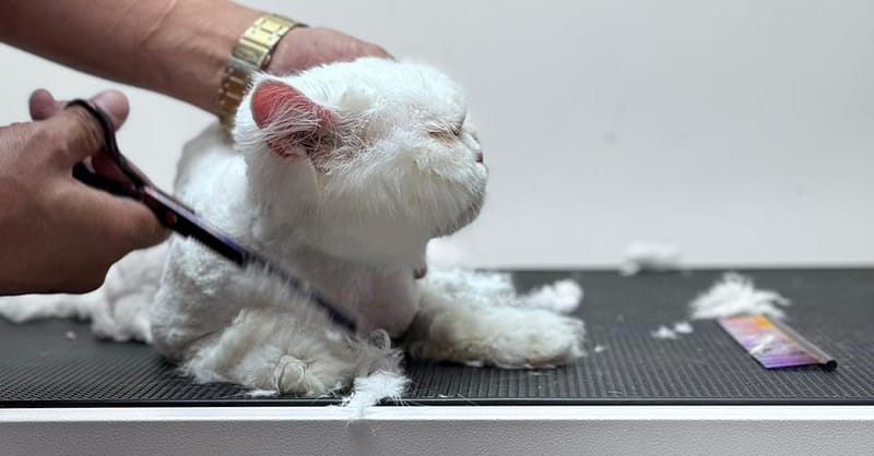 Treat Your Cats/Dogs With Basic/Full Grooming From 10 To Above 30 Kg Dubai Shafqa.com Online Shopping, Best Prices in Dubai UAE 4