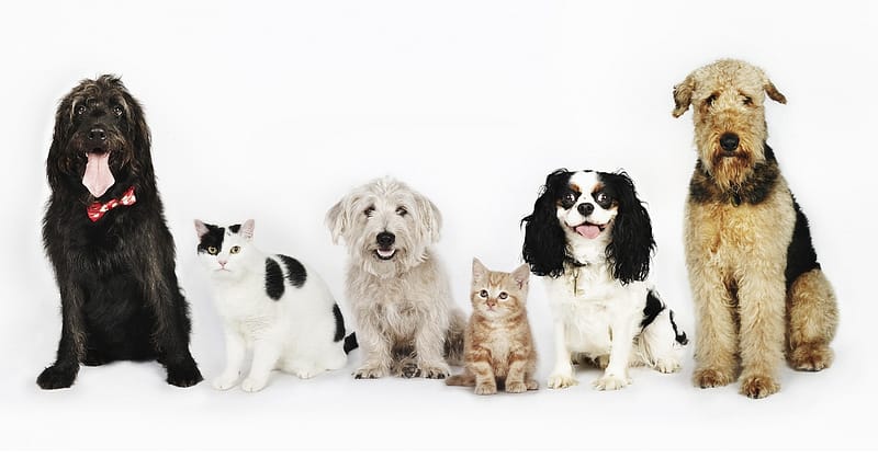 Treat Your Pet To Basic Or Full Grooming For Cats/Dogs @ Sharjah Sharjah & N. Emirates Shafqa.com Online Shopping, Best Prices in Dubai UAE 2