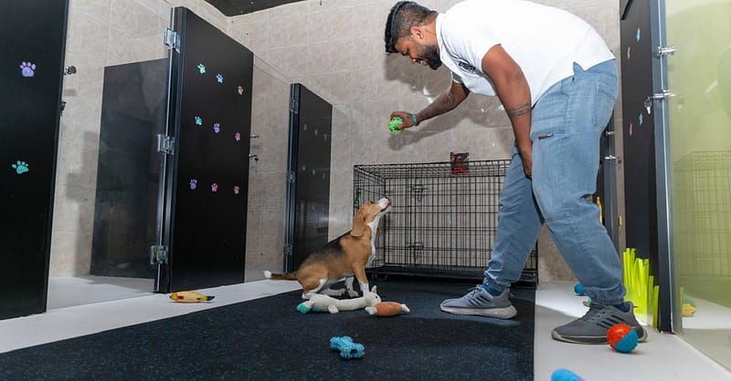 Treat Your Furry Friend To A Spa Day At Six Pawz Pet Grooming! Dubai Shafqa.com Online Shopping, Best Prices in Dubai UAE 4