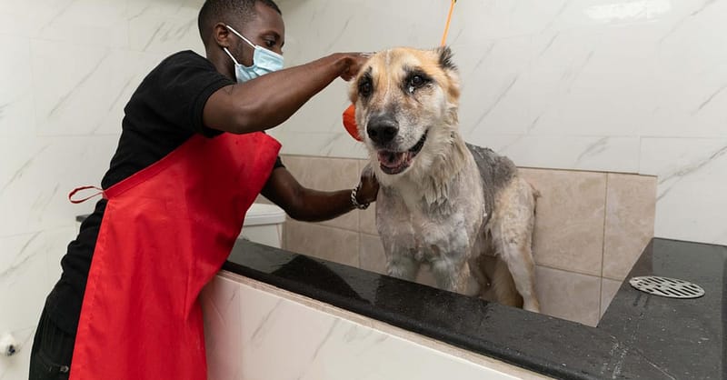 Treat Your Furry Friend To A Spa Day At Six Pawz Pet Grooming! Dubai Shafqa.com Online Shopping, Best Prices in Dubai UAE 6