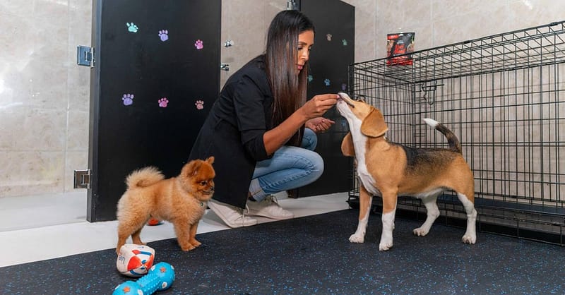 Treat Your Furry Friend To A Spa Day At Six Pawz Pet Grooming! Dubai Shafqa.com Online Shopping, Best Prices in Dubai UAE 3