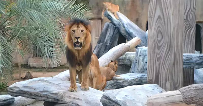 Unleash Adventure: Zoo Entrance + 2 Exciting Activities For 1 Or 2! Abu Dhabi Shafqa.com Online Shopping, Best Prices in Dubai UAE 3