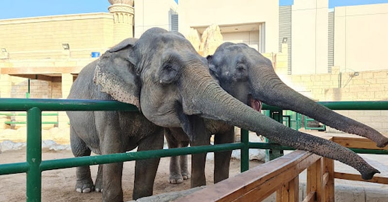 Unleash Adventure: Zoo Entrance + 2 Exciting Activities For 1 Or 2! Abu Dhabi Shafqa.com Online Shopping, Best Prices in Dubai UAE 5