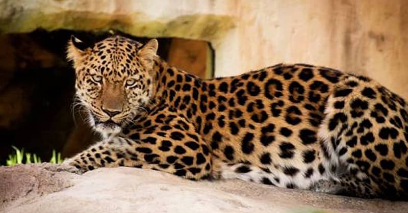 Unleash Adventure: Zoo Entrance + 2 Exciting Activities For 1 Or 2! Abu Dhabi Shafqa.com Online Shopping, Best Prices in Dubai UAE 7