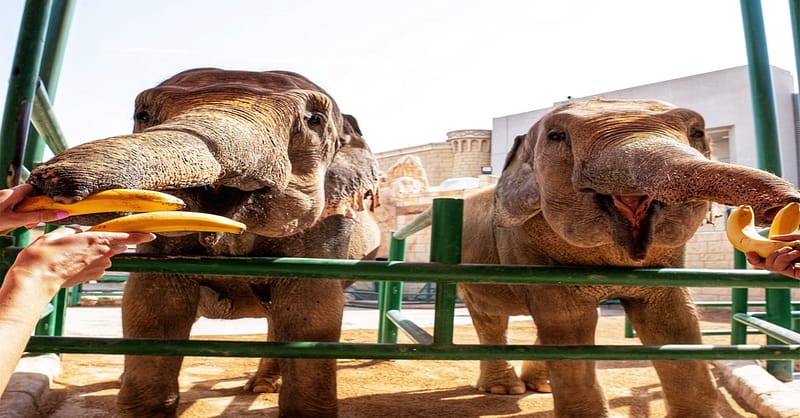 Unleash Adventure: Zoo Entrance + 2 Exciting Activities For 1 Or 2! Abu Dhabi Shafqa.com Online Shopping, Best Prices in Dubai UAE 9