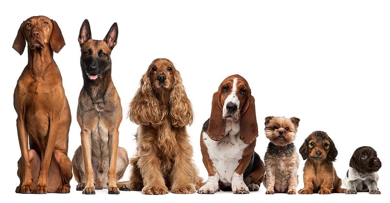 Up To 0% Off On At Al Raha Veterinary Clinic Abu Dhabi Shafqa.com Online Shopping, Best Prices in Dubai UAE 2
