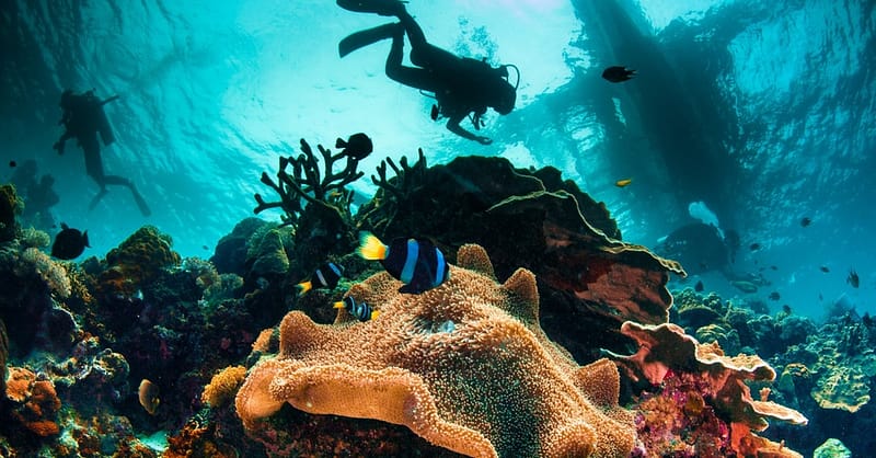 Up To 50% Off On At Orca Diving Center (Fujairah) National Deal Shafqa.com Online Shopping, Best Prices in Dubai UAE 4