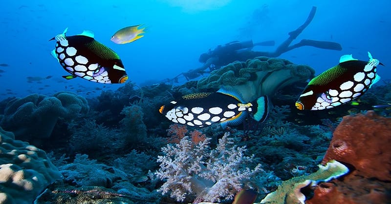 Up To 50% Off On At Orca Diving Center (Fujairah) National Deal Shafqa.com Online Shopping, Best Prices in Dubai UAE 5