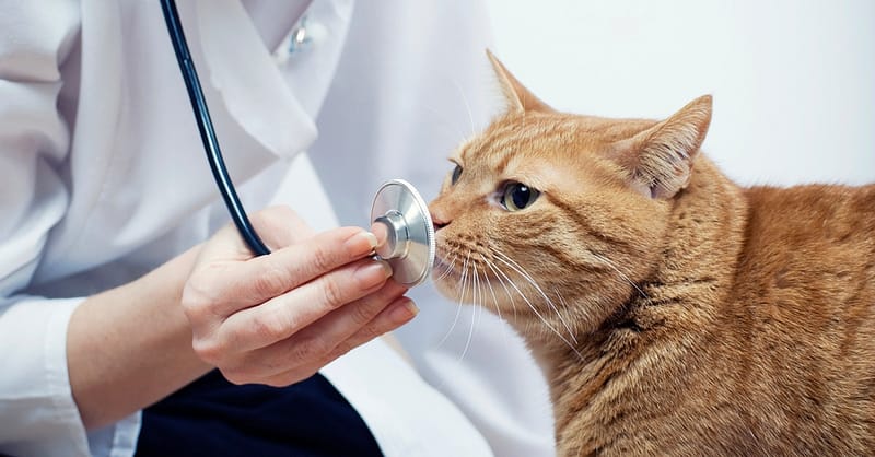 Vet Dubai Shafqa.com Online Shopping, Best Prices in Dubai UAE 2