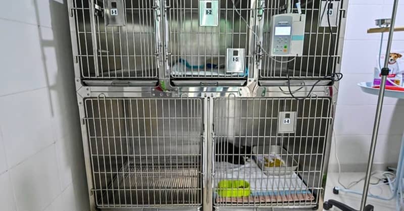 Veterinary Examination At Pet Connection Veterinary Clinic Dubai Shafqa.com Online Shopping, Best Prices in Dubai UAE 11