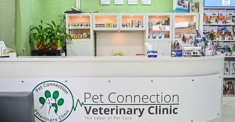 Veterinary Examination At Pet Connection Veterinary Clinic Dubai Shafqa.com Online Shopping, Best Prices in Dubai UAE 4