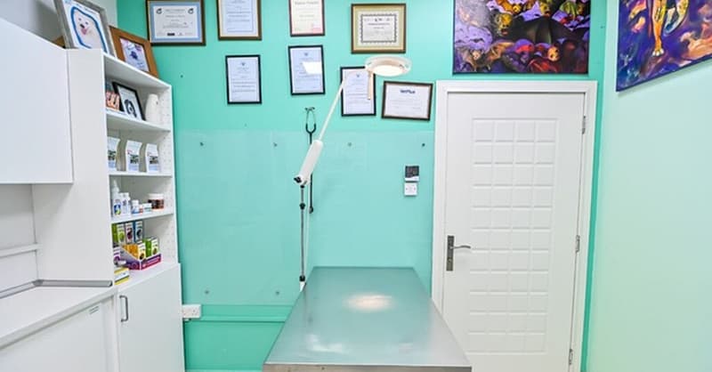 Veterinary Examination At Pet Connection Veterinary Clinic Dubai Shafqa.com Online Shopping, Best Prices in Dubai UAE 8