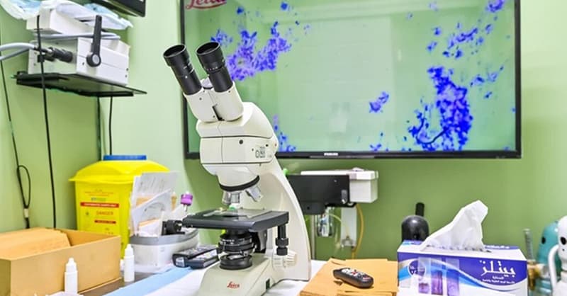 Veterinary Examination At Pet Connection Veterinary Clinic Dubai Shafqa.com Online Shopping, Best Prices in Dubai UAE 9