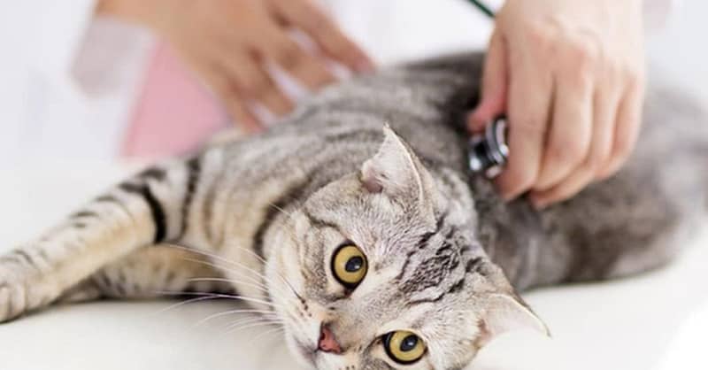 Veterinary Examination At Pet Connection Veterinary Clinic Dubai Shafqa.com Online Shopping, Best Prices in Dubai UAE 2