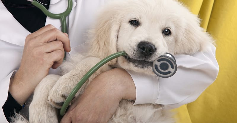 Veterinary Services For A Dog Or Cat At Zoo Veterinary Clinic Abu Dhabi Shafqa.com Online Shopping, Best Prices in Dubai UAE 2