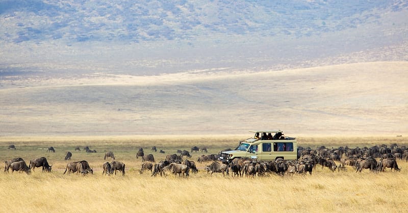 Vip Desert Safari Tour With Home Pickup – For 1, 2, Or 4 Guests Dubai Shafqa.com Online Shopping, Best Prices in Dubai UAE 2