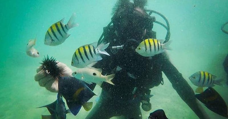 Vip Scuba Diving Tour Dubai Shafqa.com Online Shopping, Best Prices in Dubai UAE 4