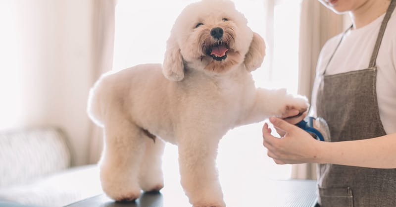 Cat Or Dog Small | Medium | Large Basic/ Full Grooming Or Washing Only Dubai Shafqa.com Online Shopping, Best Prices in Dubai UAE 2