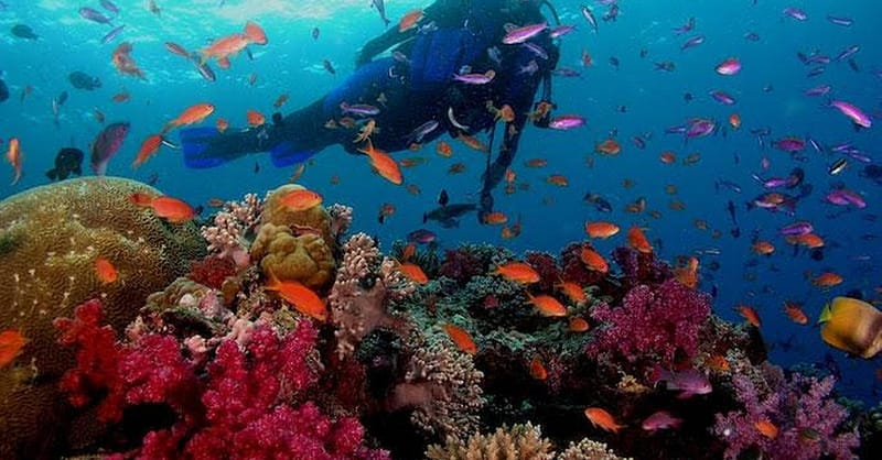 Dive, Snorkeling Or Boat Trip In Fujairah Dubai Shafqa.com Online Shopping, Best Prices in Dubai UAE 2