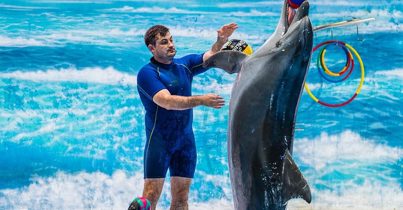 Enjoy Painting Dolphins, Juggling Seals, & Exotic Birds In Action Sharjah & N. Emirates Shafqa.com Online Shopping, Best Prices in Dubai UAE 2