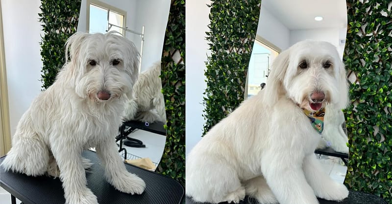 Full Grooming For Furry Friends – Cat, Small, Or Medium Dog Dubai Shafqa.com Online Shopping, Best Prices in Dubai UAE 2