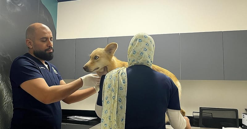 Full-Service Veterinary Solutions For Your Furry Friends Dubai Shafqa.com Online Shopping, Best Prices in Dubai UAE 2