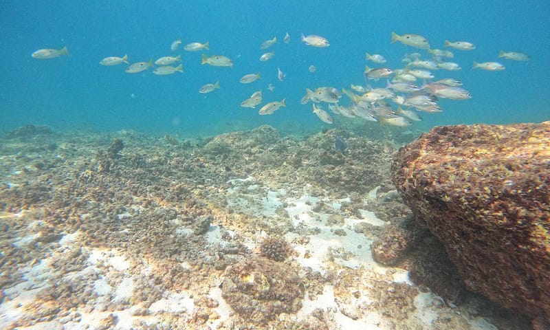 Dive Into Adventure With Diving Course Dubai Shafqa.com Online Shopping, Best Prices in Dubai UAE 14