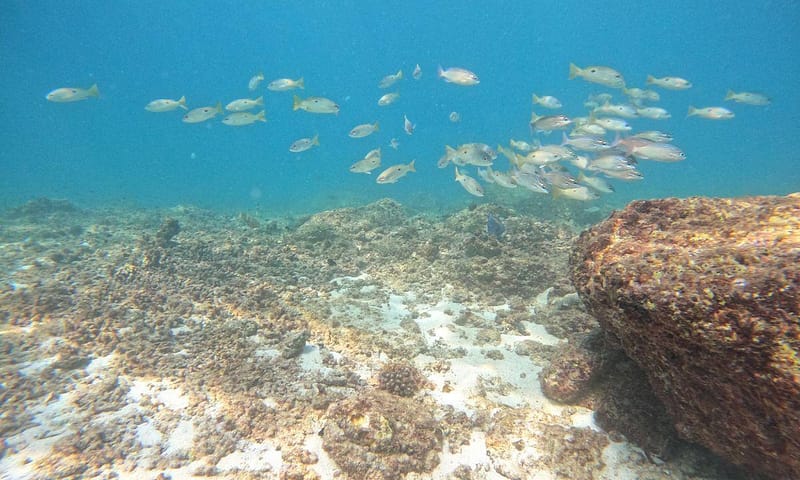 Embark On Adventure: Try Dive, Snorkeling Trip And Boat Trip Dubai Shafqa.com Online Shopping, Best Prices in Dubai UAE 11