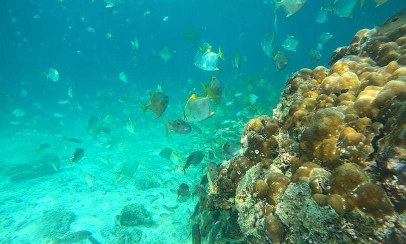 Embark On Adventure: Try Dive, Snorkeling Trip And Boat Trip Dubai Shafqa.com Online Shopping, Best Prices in Dubai UAE 17