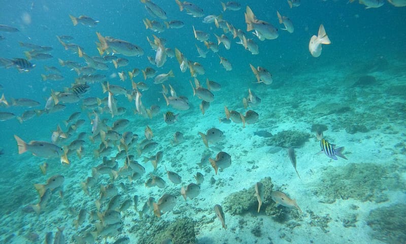 Embark On Adventure: Try Dive, Snorkeling Trip And Boat Trip Dubai Shafqa.com Online Shopping, Best Prices in Dubai UAE 6