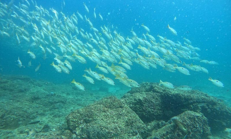 Embark On Adventure: Try Dive, Snorkeling Trip And Boat Trip Dubai Shafqa.com Online Shopping, Best Prices in Dubai UAE 8